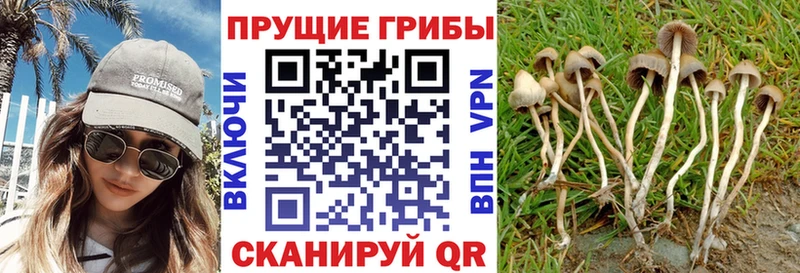 купить  цена  Корсаков  Псилоцибиновые грибы прущие грибы 